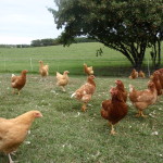 Wordless Wednesday-The Chick Clique