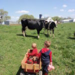 Cows on Pasture?? 60 Days Away?
