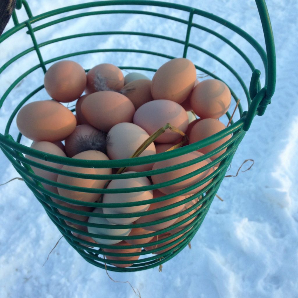 eggs for sale,free range, new frontier farm, mn, minnesota, family farm, organic, brown eggs, free range, food blog, brand farms