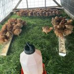 Regenerative Pasture Raised Chickens