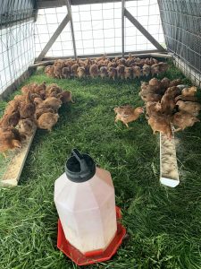 regenerative farm, brand farms, aaron brand, organic, free range, chicken, minnesota, mn, twin cities, minneapolis, st. paul, chicken breast, chicken meat