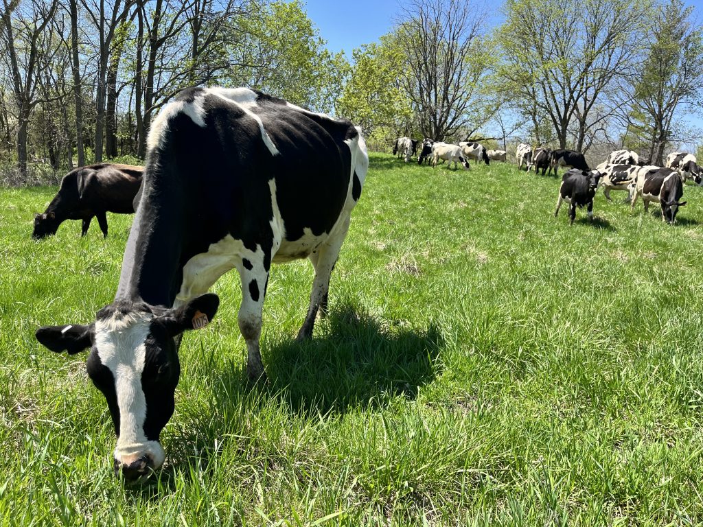 Grass Fed cattle grazing on Zweber Farms