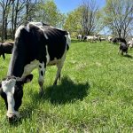 Organic dairy cows running to pasture