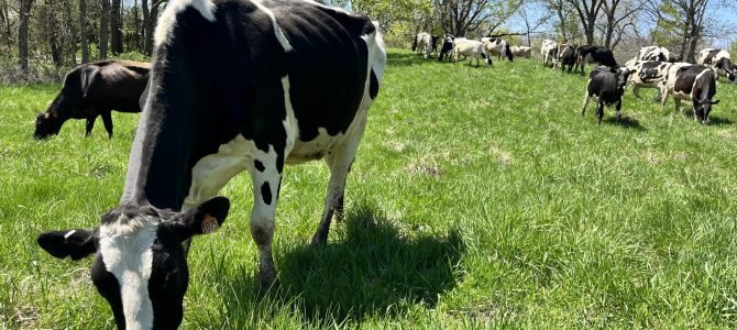 Organic dairy cows running to pasture